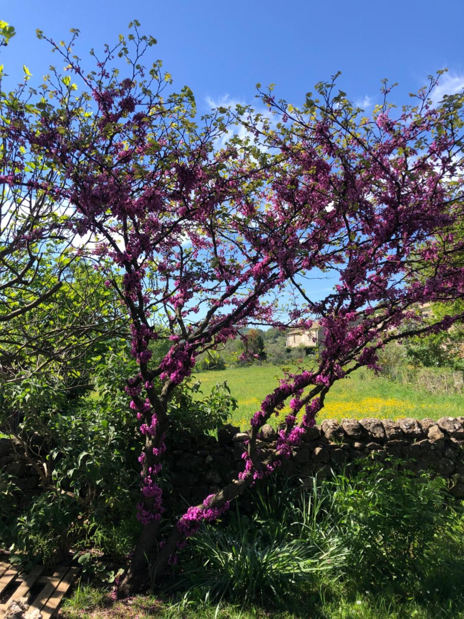 Gite Des Pins Saint-Maurice-dʼIbie Esterno foto